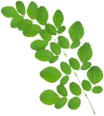 Moringa leaf extract