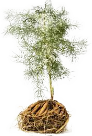 Asparagus Racemosus (Satawari) Herbal Extract